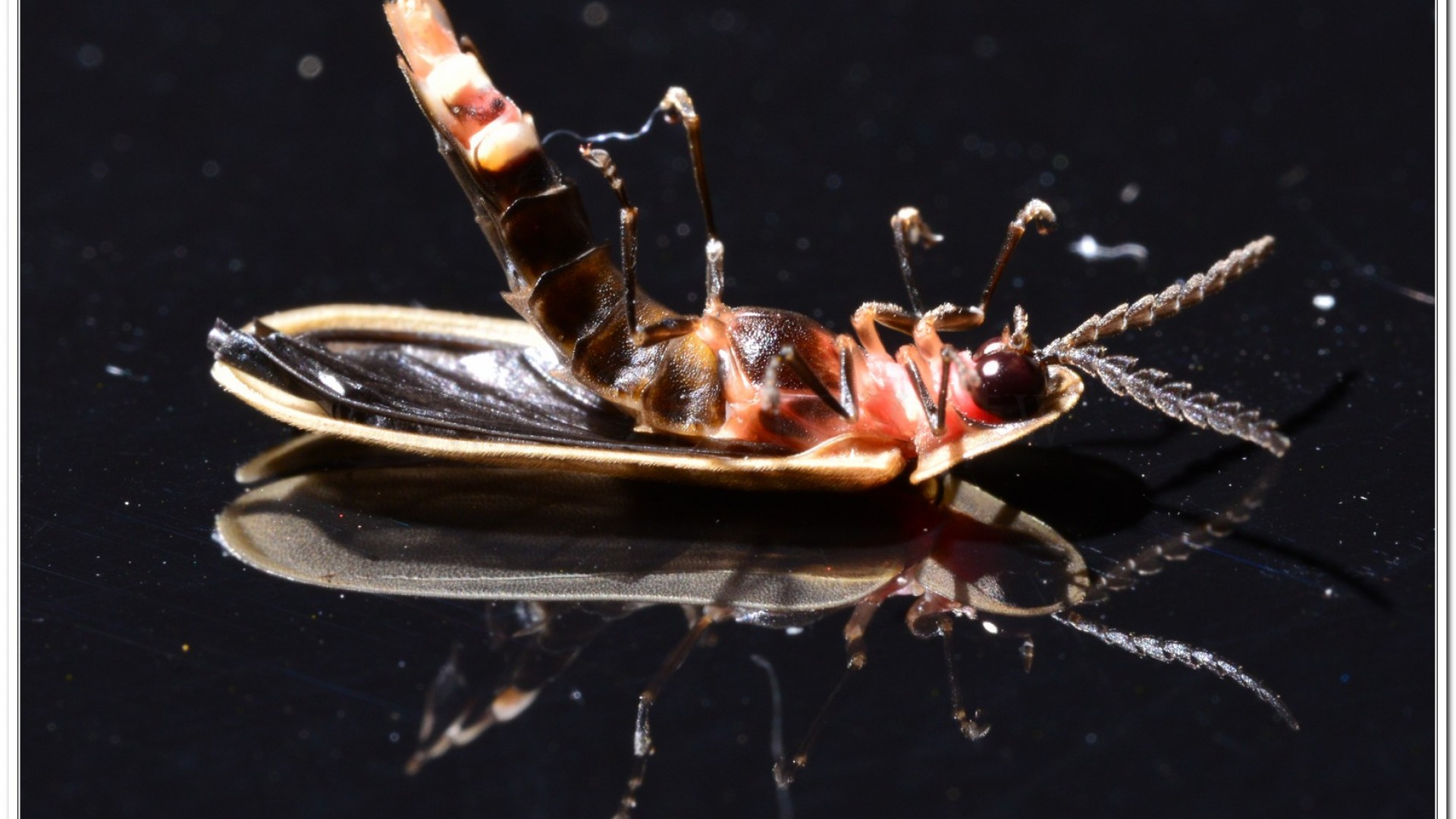 鋸角雪螢(Diaphanes lampyroides Olivier 1891)