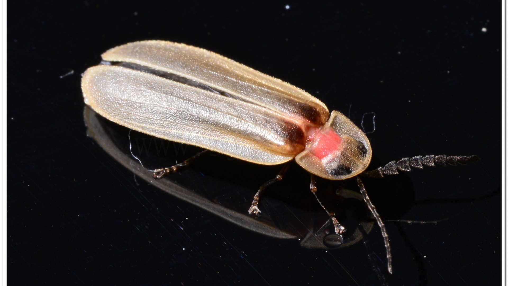 鋸角雪螢(Diaphanes lampyroides Olivier 1891)