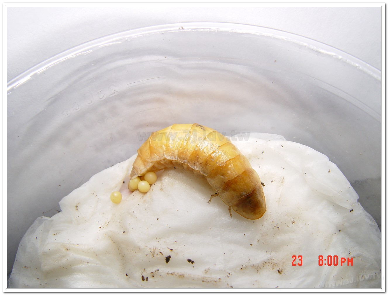 雲南扁螢(Lucidina accensa)