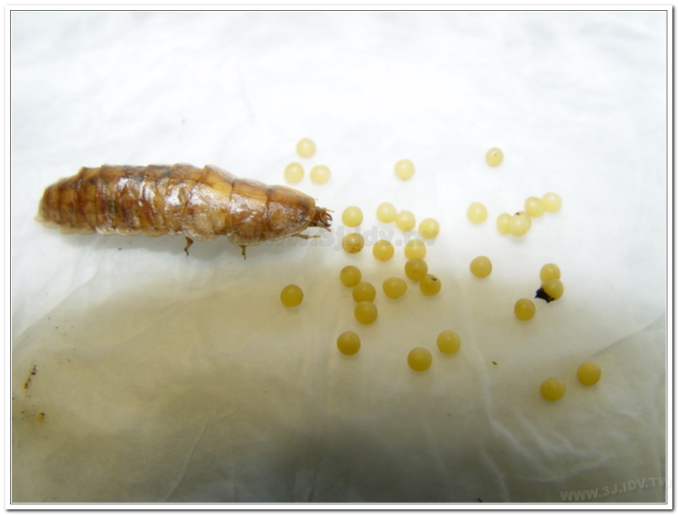 雲南扁螢(Lucidina accensa)