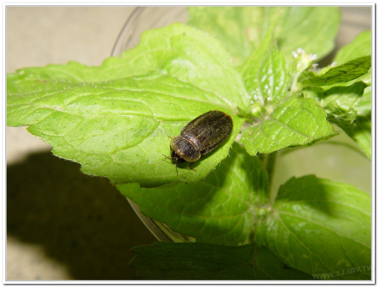 雲南扁螢(Lucidina accensa)
