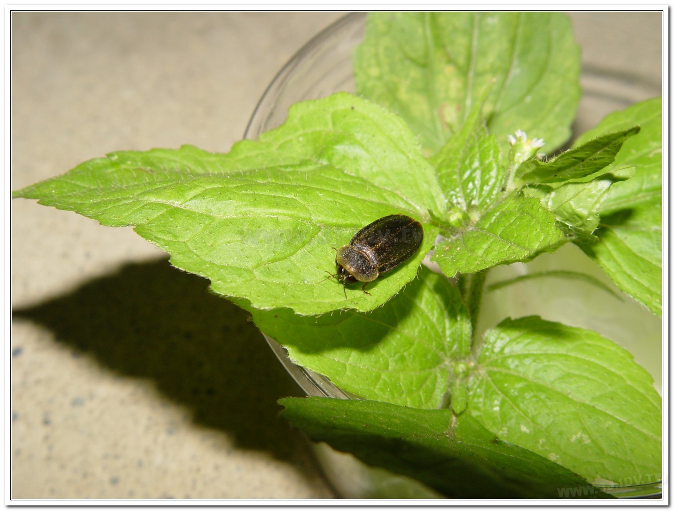 雲南扁螢(Lucidina accensa)