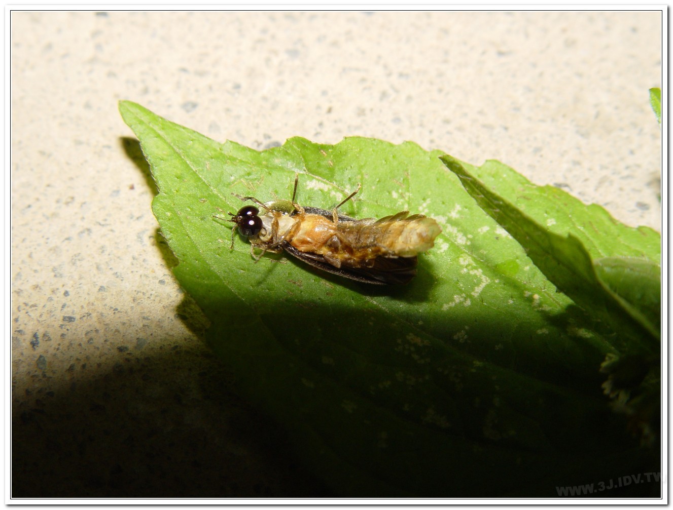 雲南扁螢(Lucidina accensa)