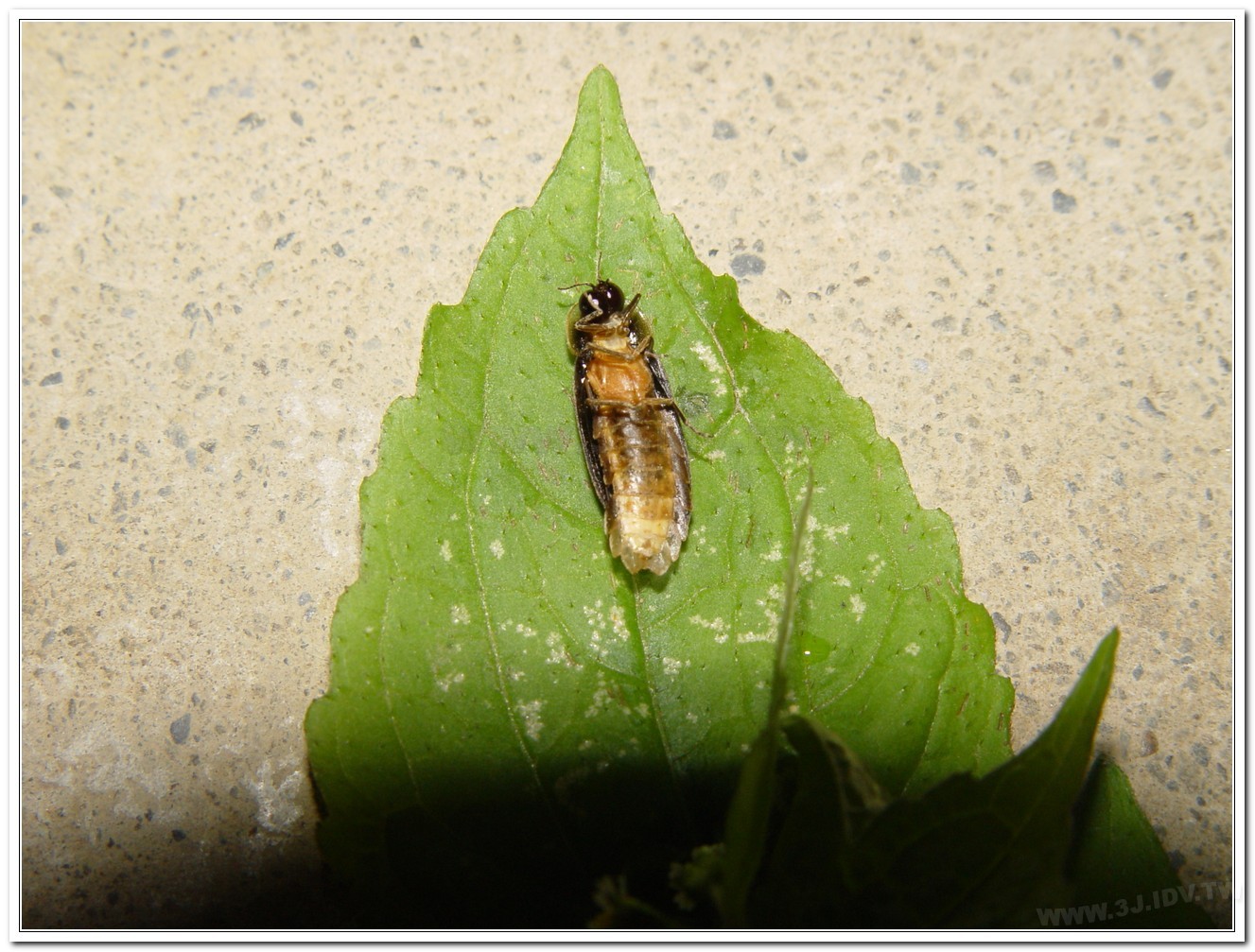 雲南扁螢(Lucidina accensa)