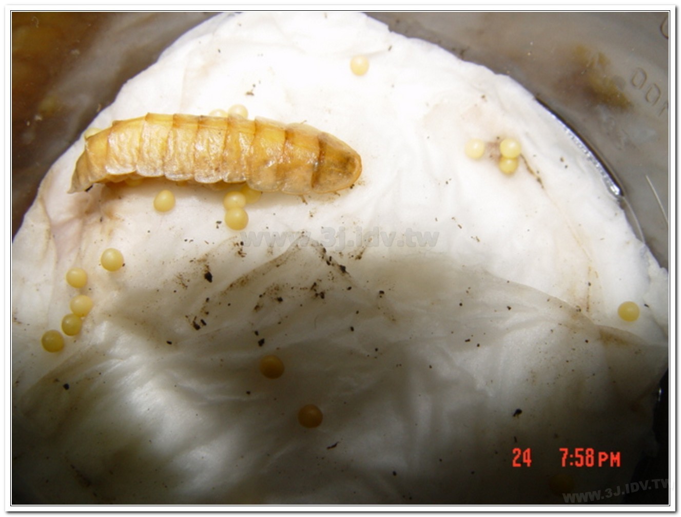 雲南扁螢(Lucidina accensa)