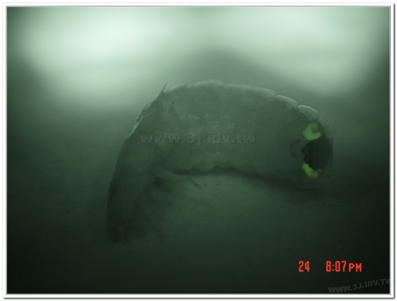 雲南扁螢(Lucidina accensa)