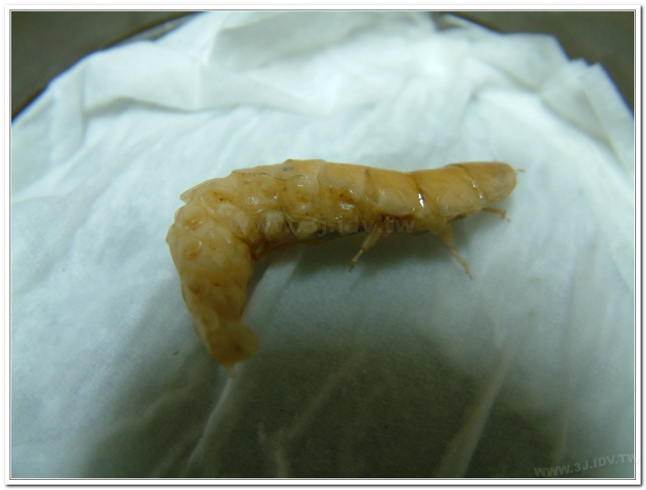 雲南扁螢(Lucidina accensa)