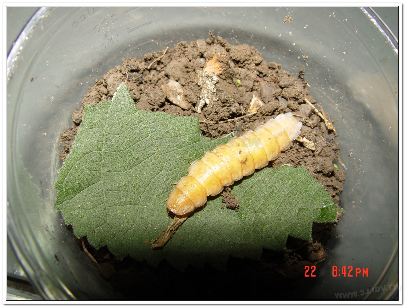 雲南扁螢(Lucidina accensa)