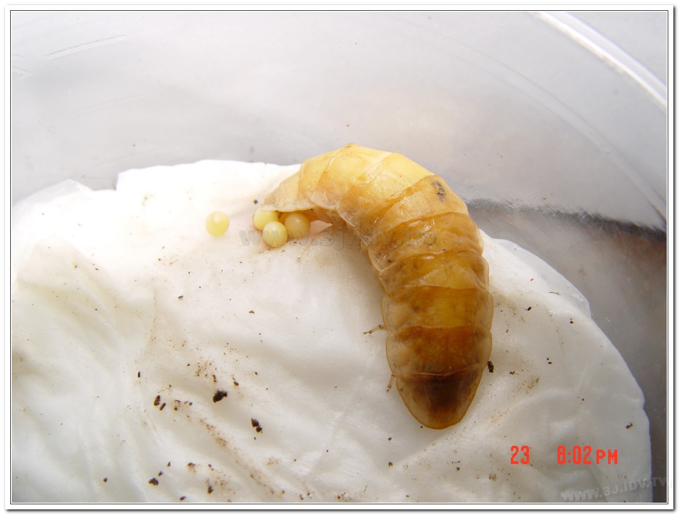 雲南扁螢(Lucidina accensa)