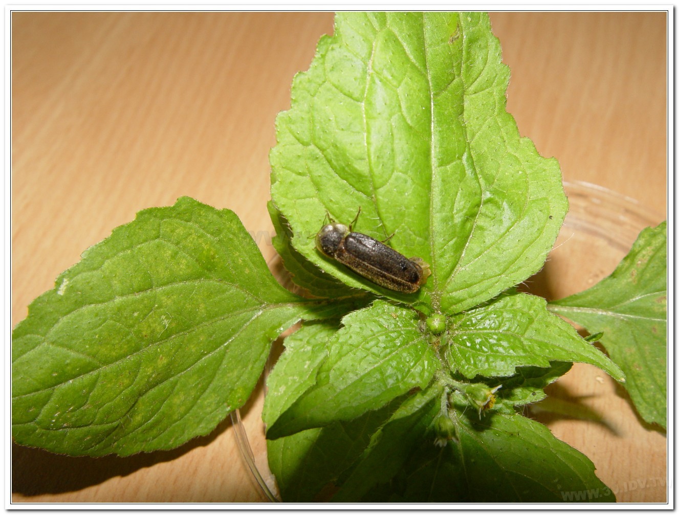 雲南扁螢(Lucidina accensa)