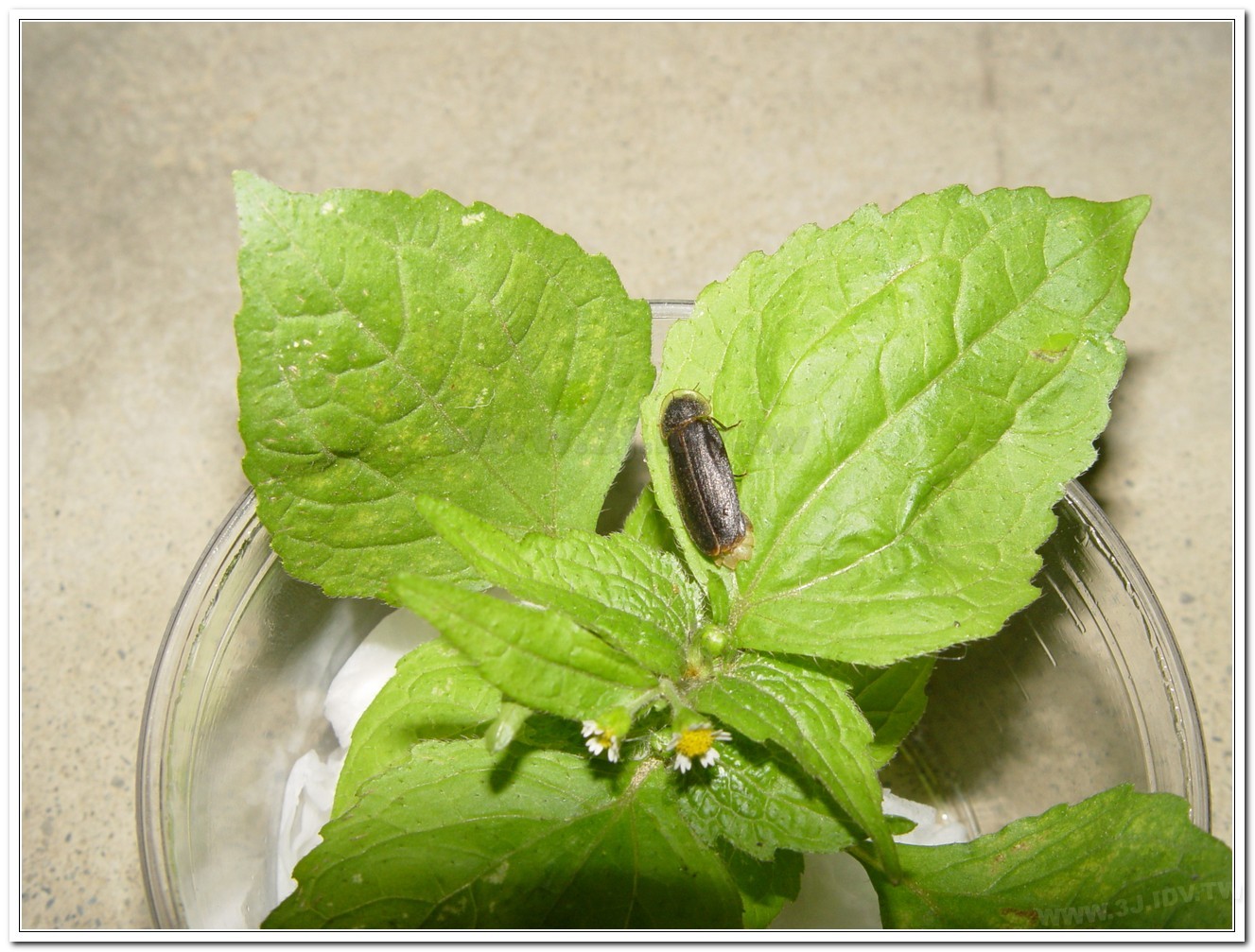 雲南扁螢(Lucidina accensa)