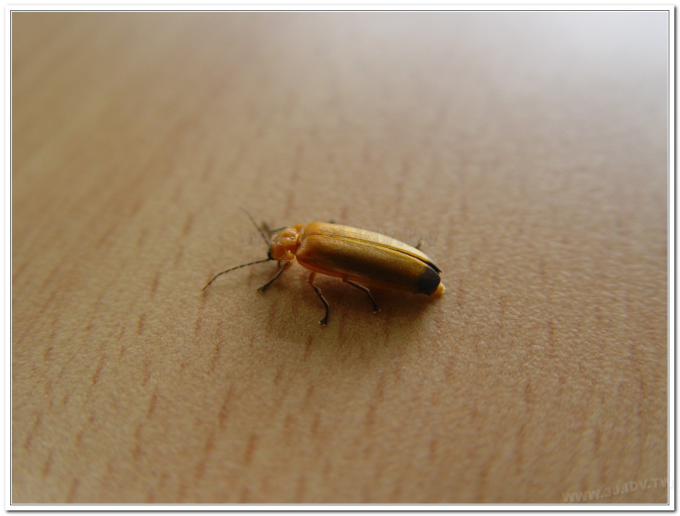 大端黑螢(Luciola anceyi )