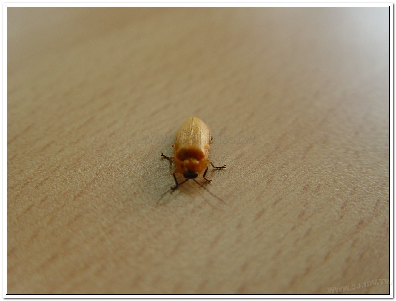 大端黑螢(Luciola anceyi )