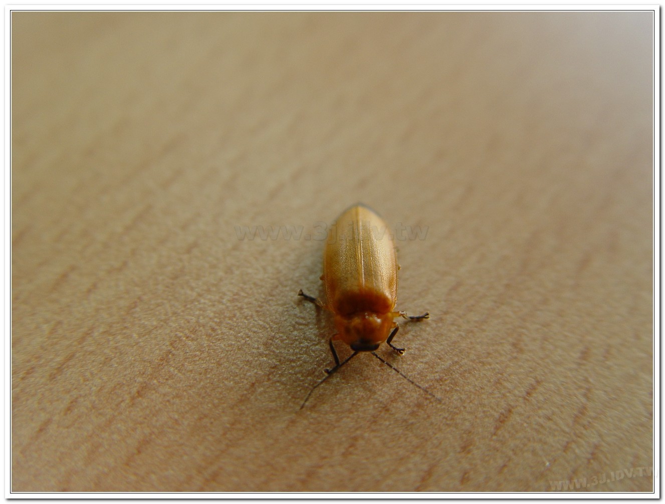 大端黑螢(Luciola anceyi )