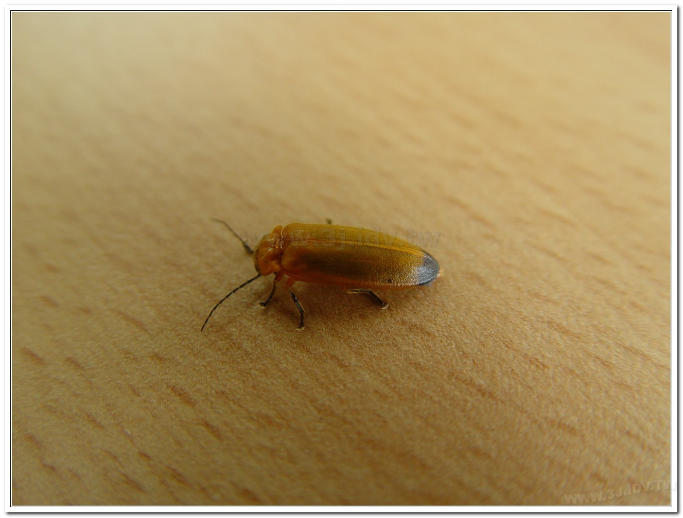 大端黑螢(Luciola anceyi )