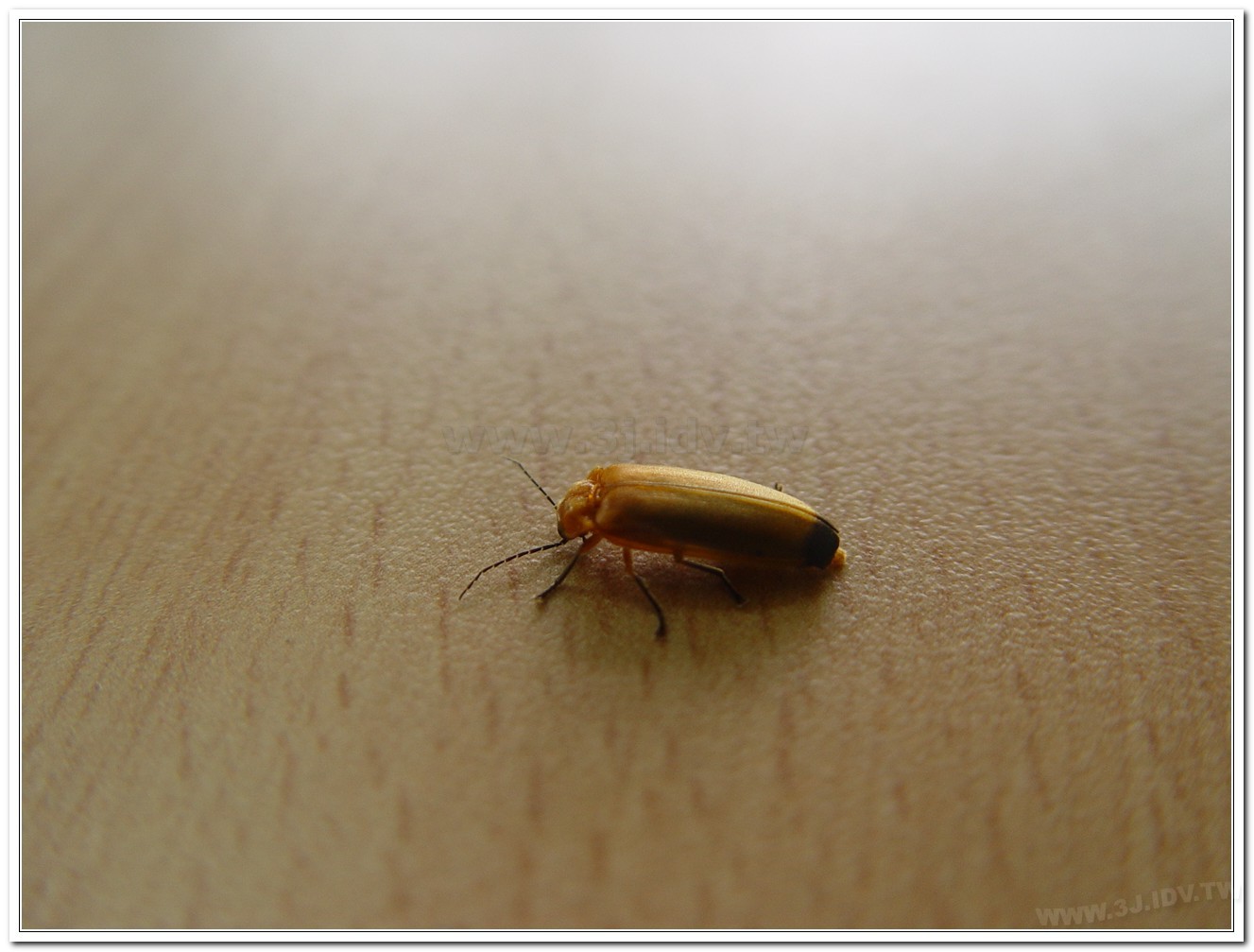 大端黑螢(Luciola anceyi )