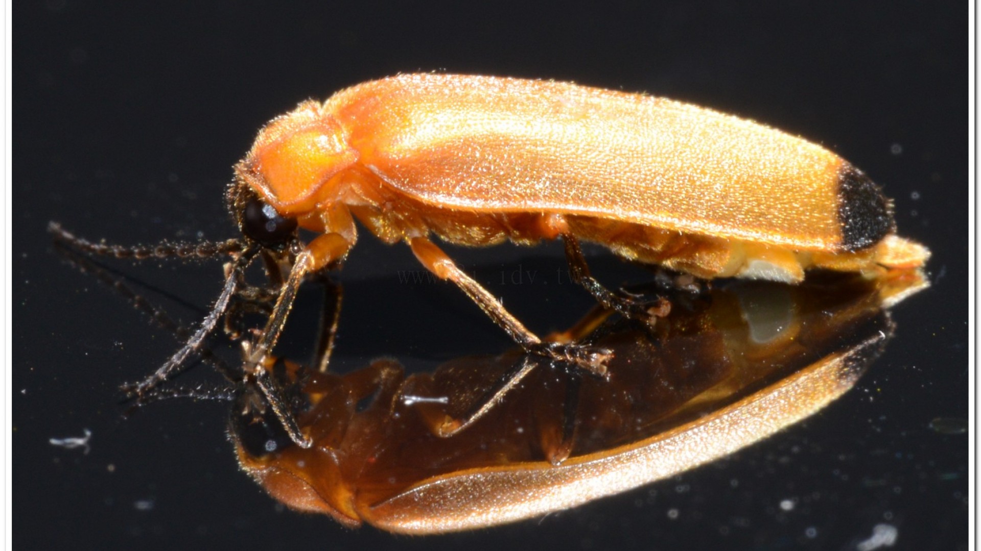 大端黑螢公蟲雌蟲