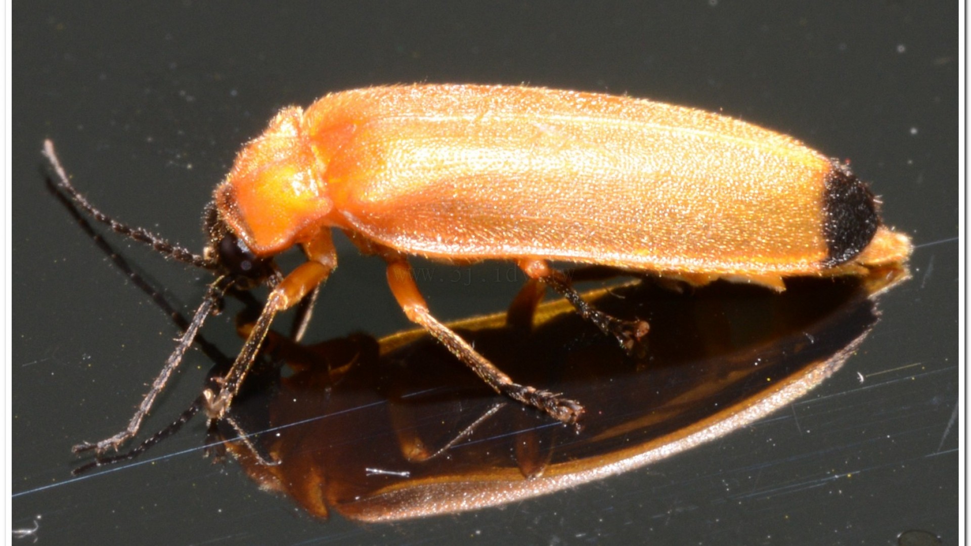 大端黑螢公蟲雌蟲