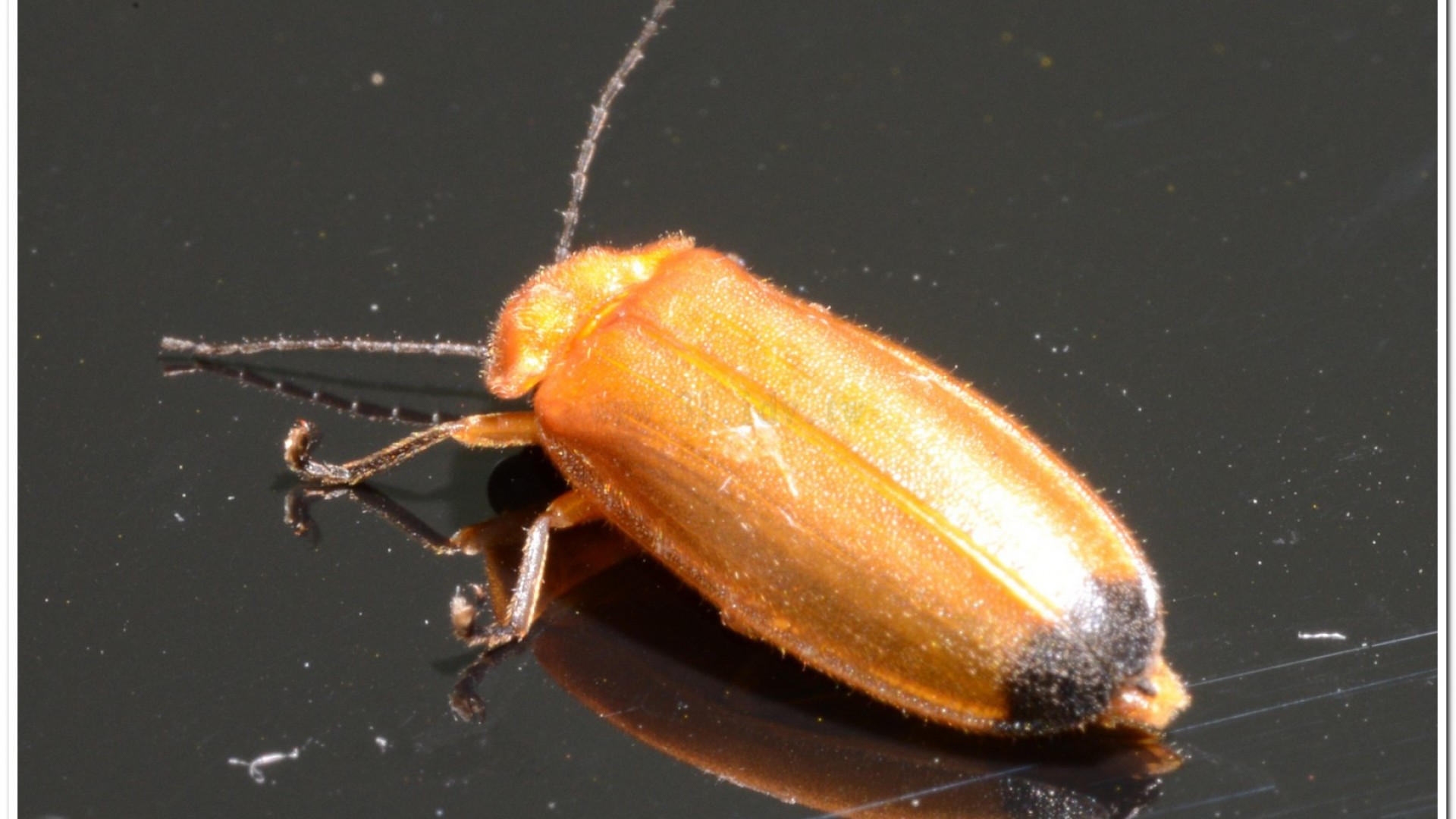 大端黑螢公蟲雌蟲