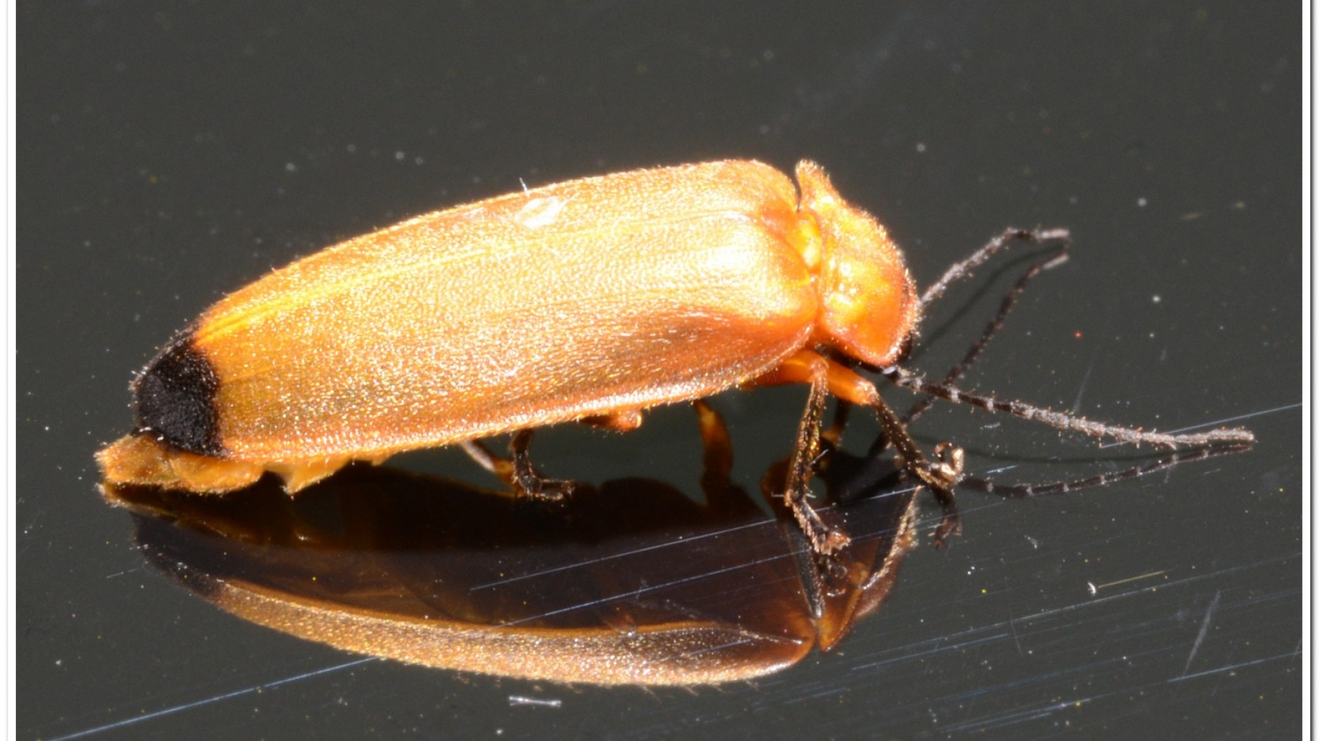 大端黑螢公蟲雌蟲