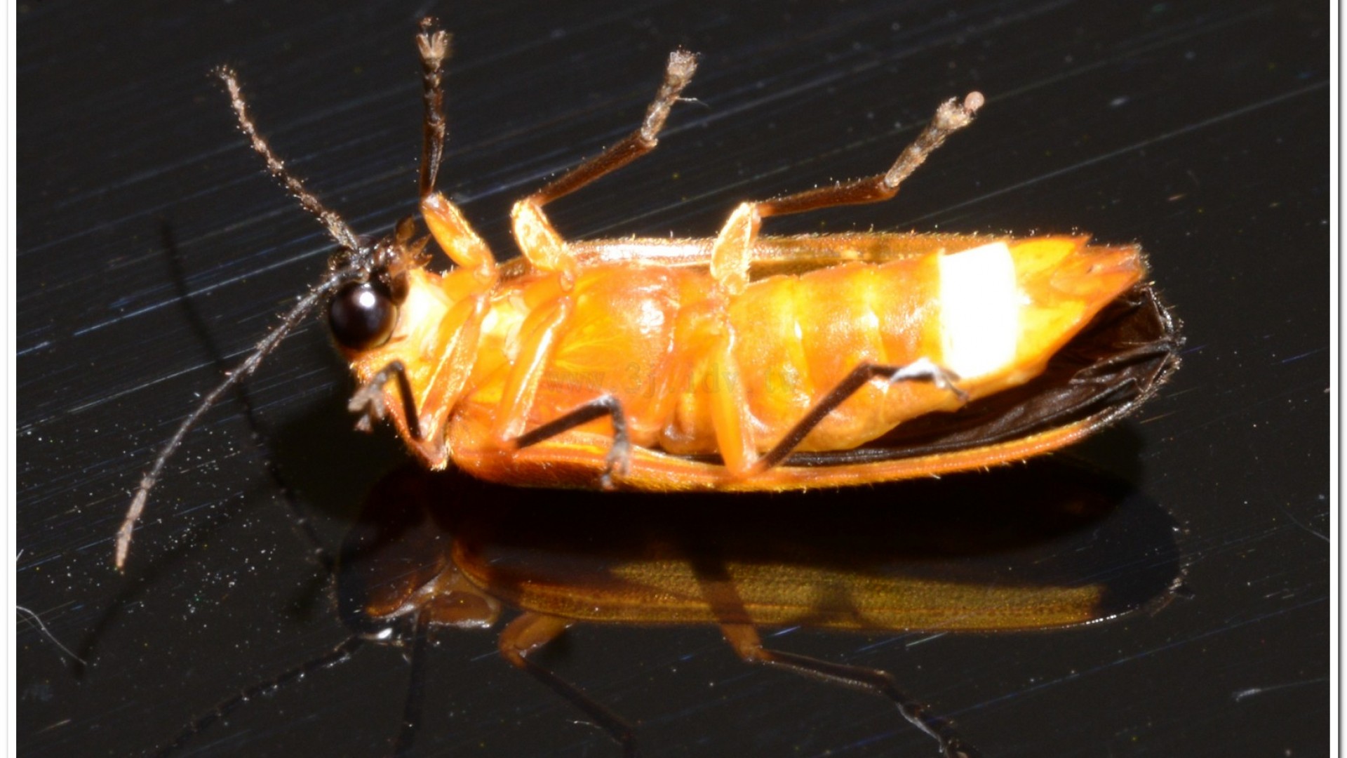 大端黑螢公蟲雌蟲