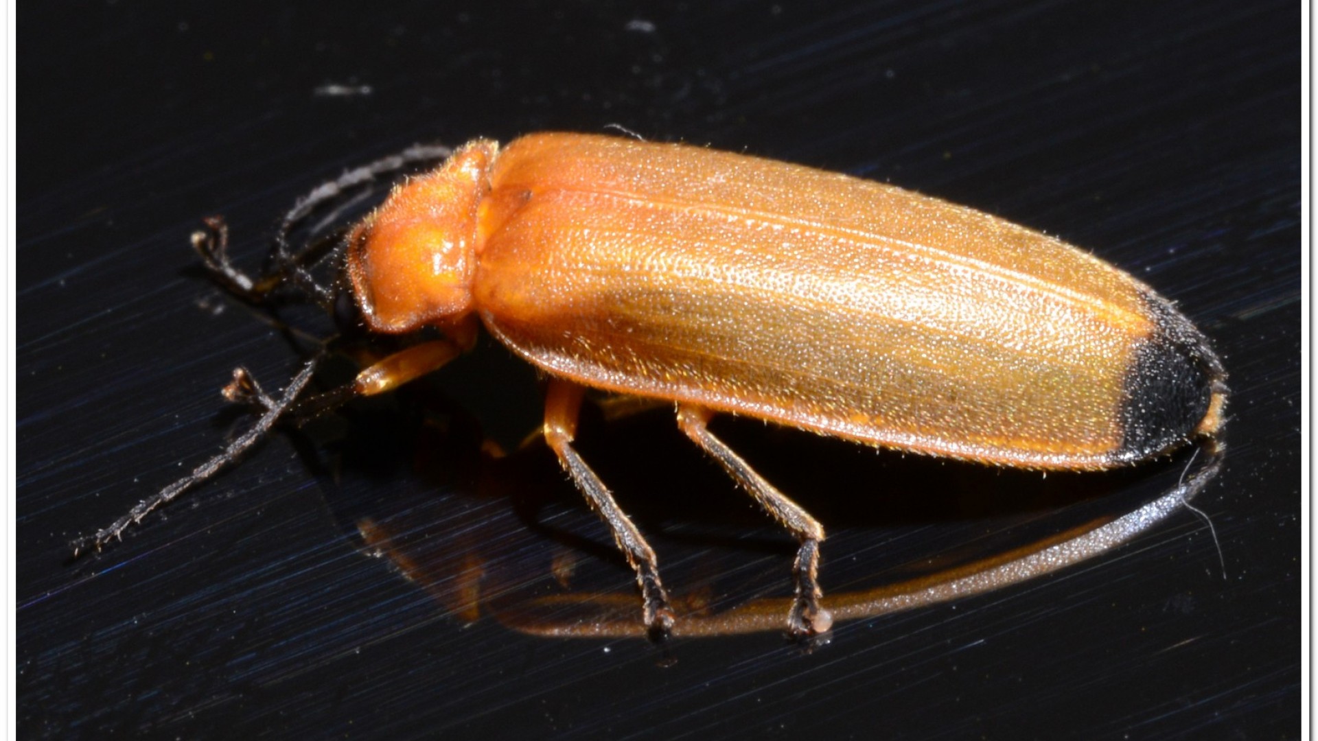 大端黑螢公蟲雌蟲