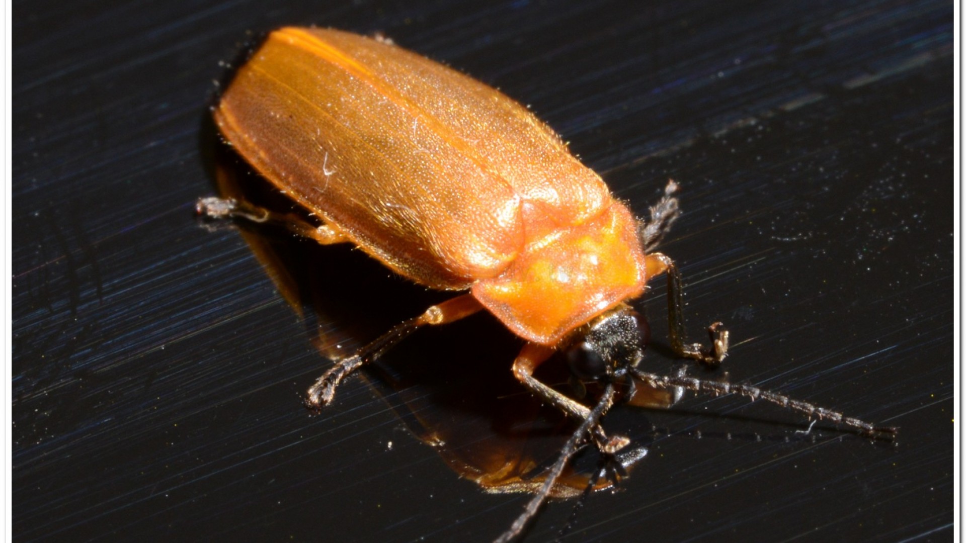 大端黑螢公蟲雌蟲