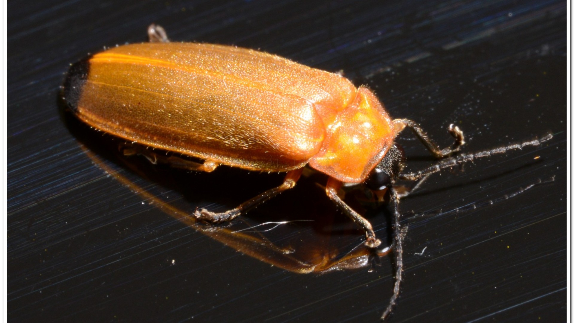 大端黑螢公蟲雌蟲