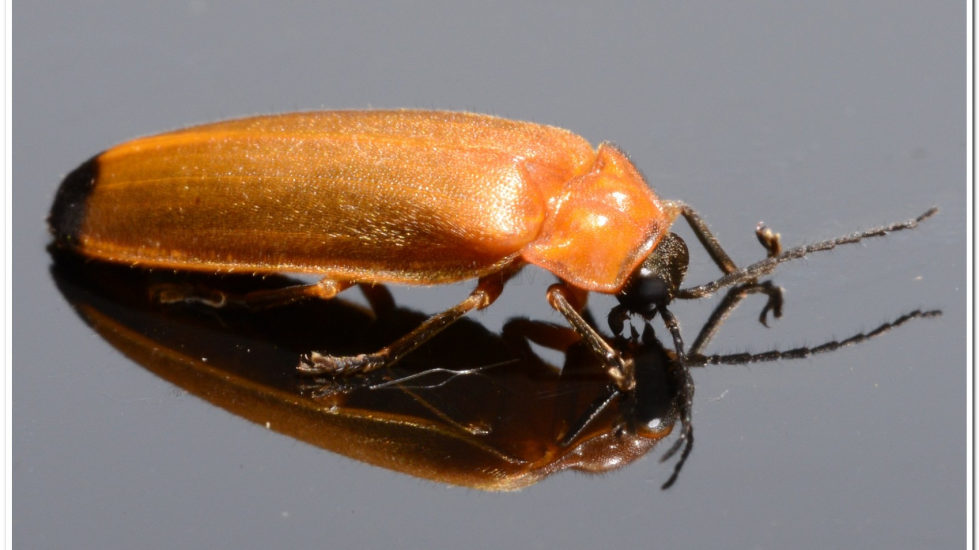 大端黑螢公蟲雌蟲