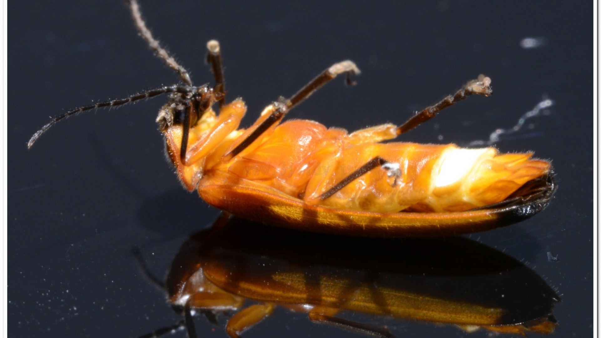 大端黑螢公蟲雌蟲