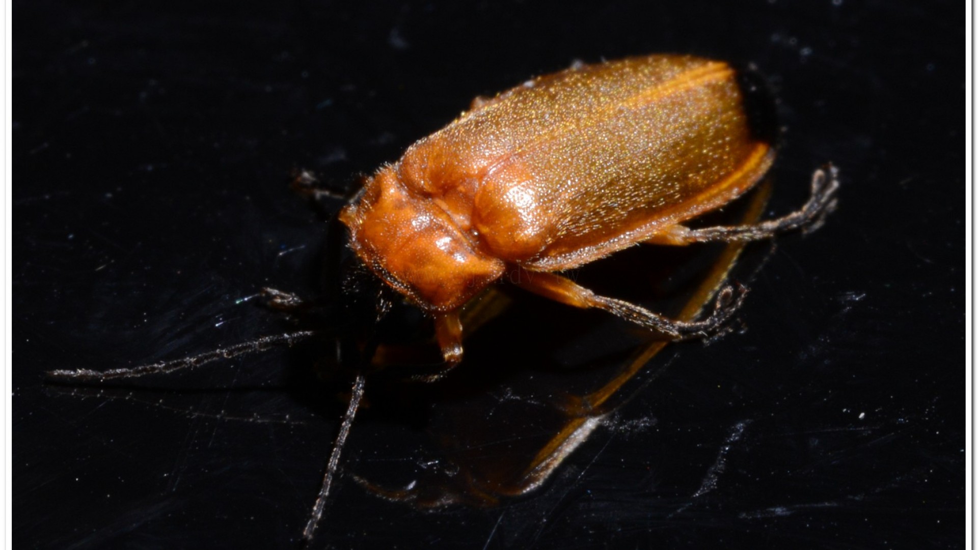 大端黑螢公蟲雌蟲