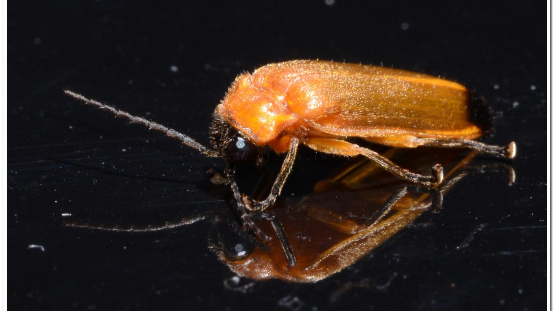 大端黑螢公蟲雌蟲