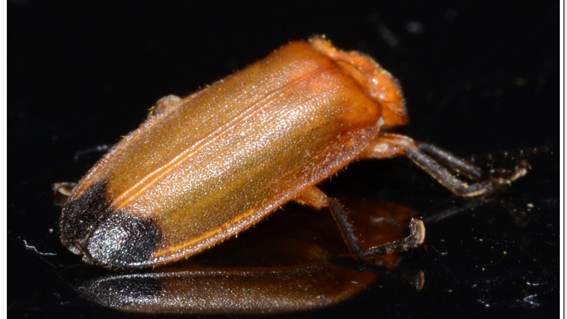 大端黑螢公蟲雌蟲