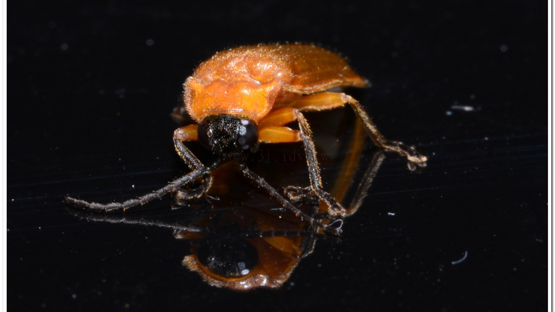 大端黑螢公蟲雌蟲