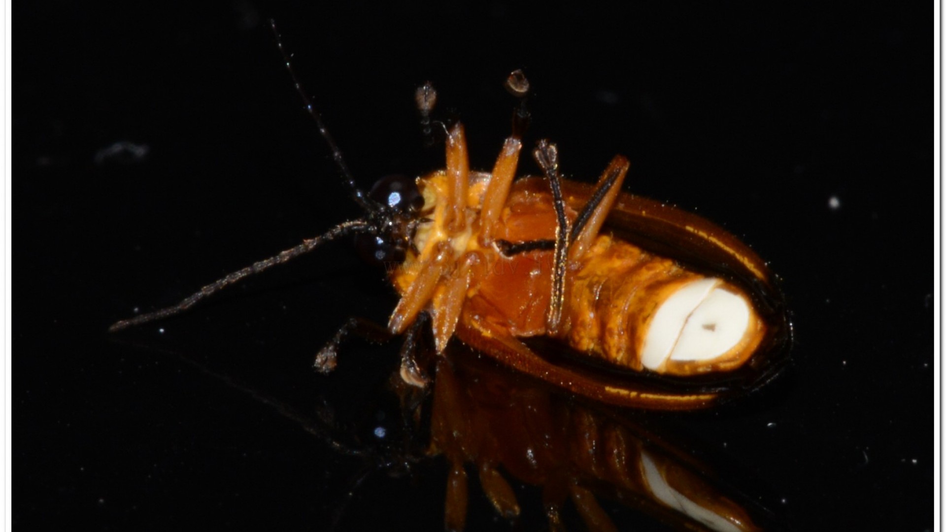 大端黑螢公蟲雌蟲