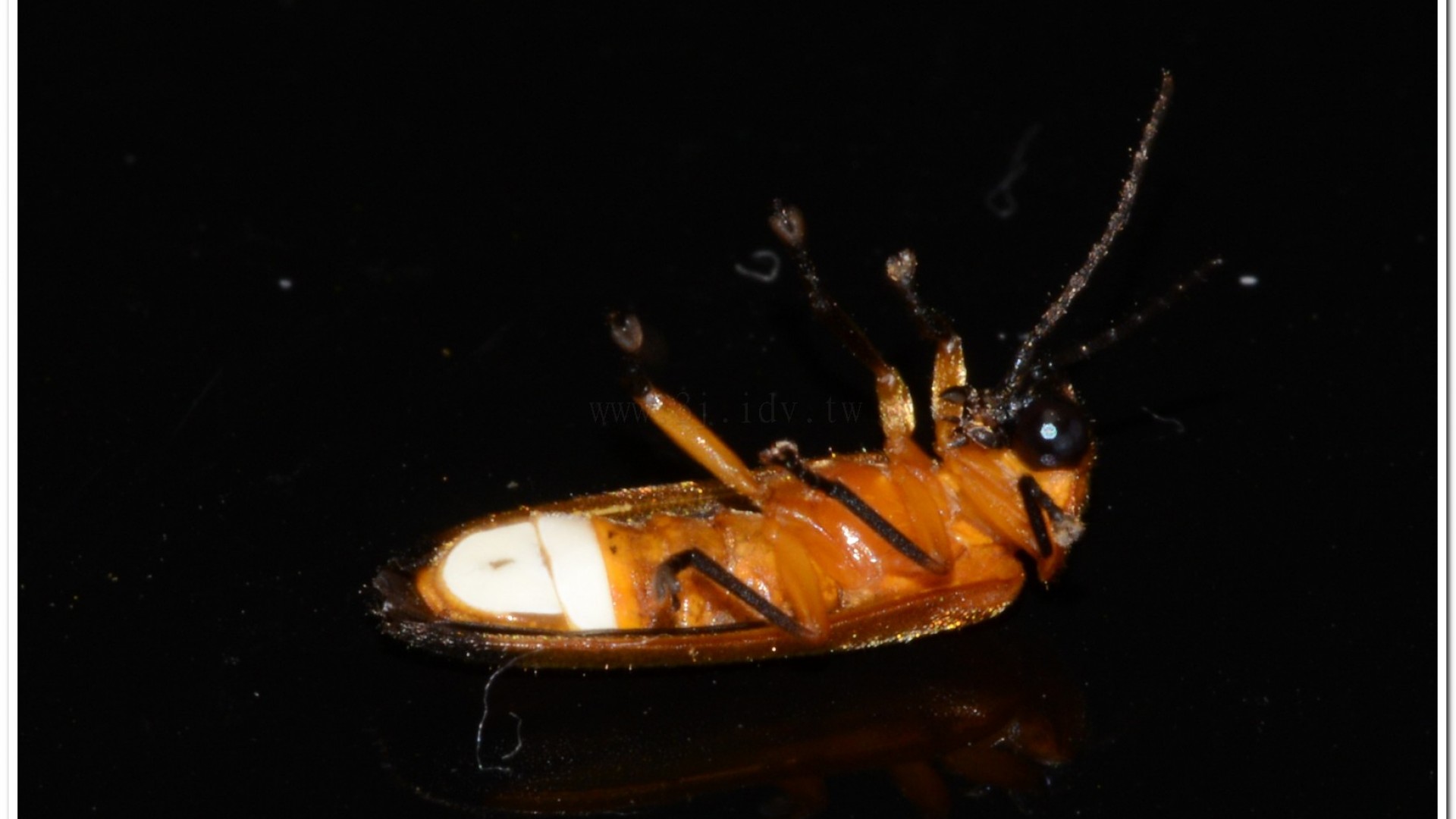 大端黑螢公蟲雌蟲