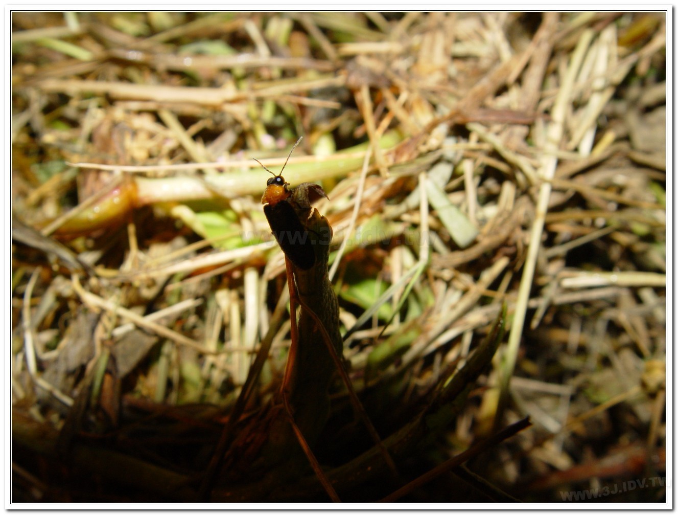 黑翅螢(Luciola cerata)