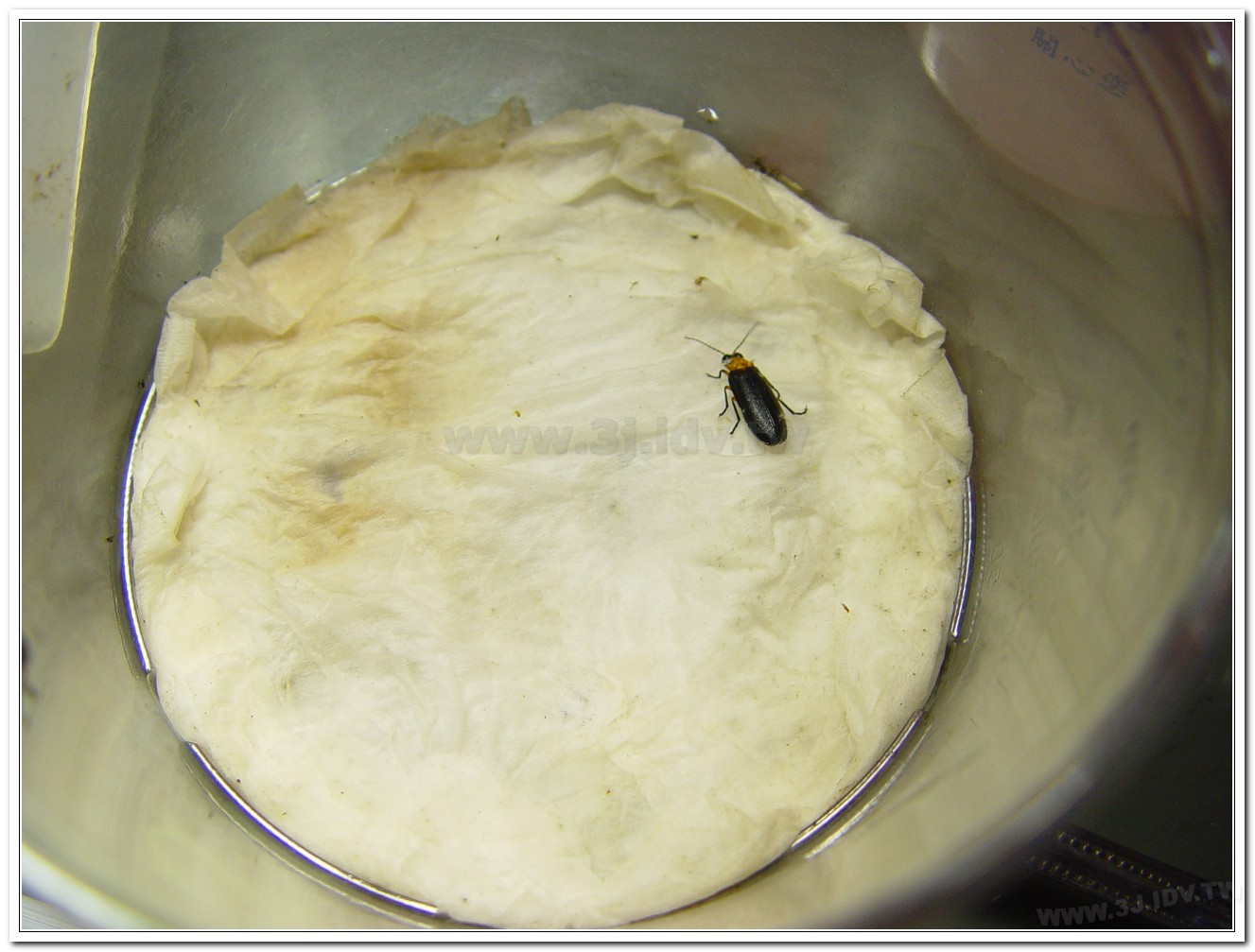 黑翅螢(Luciola cerata)