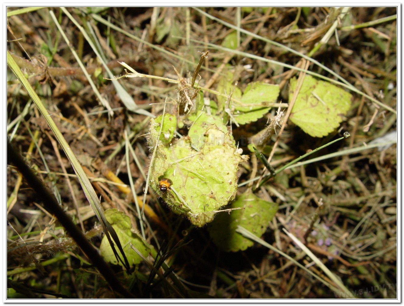 黑翅螢(Luciola cerata)