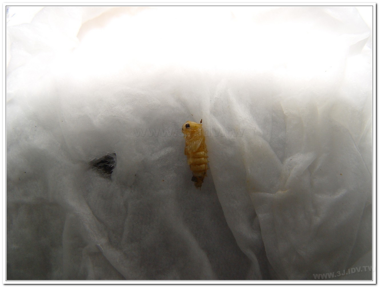 黑翅螢(Luciola cerata)