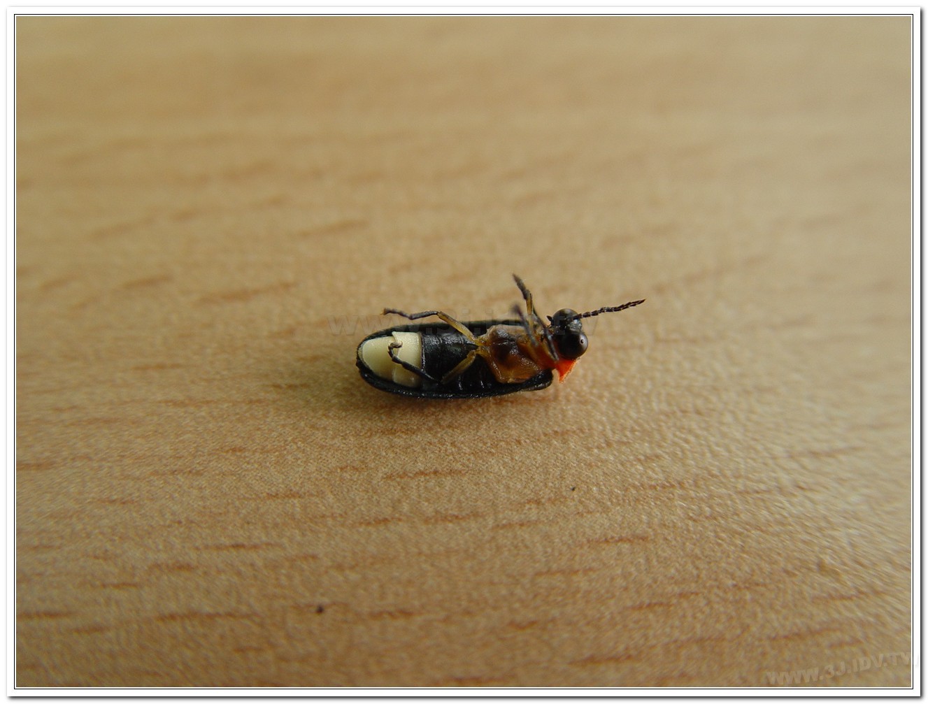 紅胸黑翅螢(Luciola kagiana)