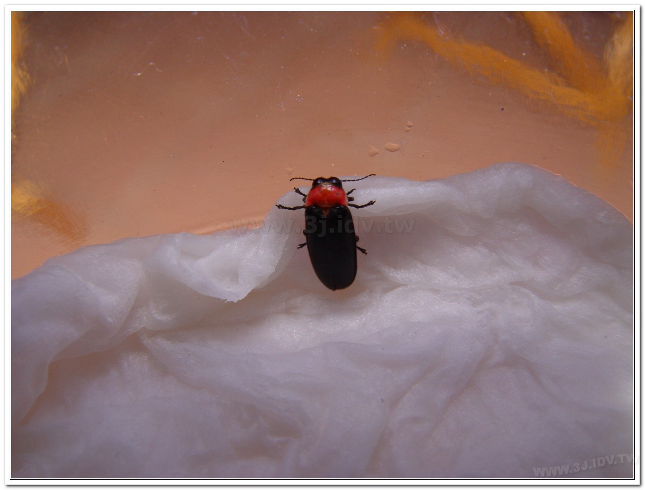 紅胸黑翅螢(Luciola kagiana)