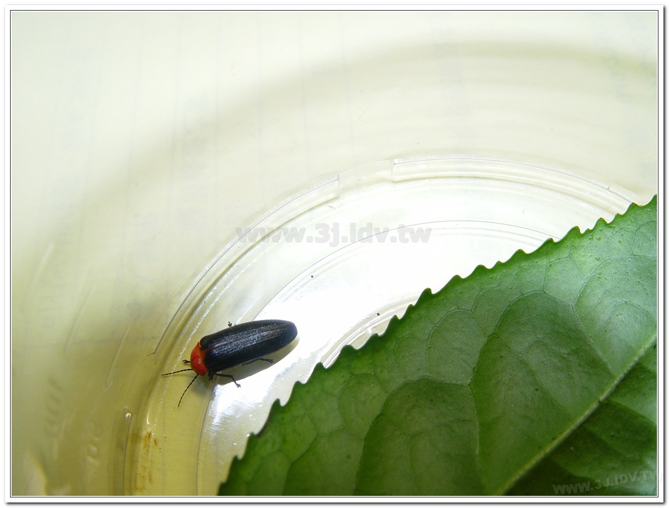 紅胸黑翅螢(Luciola kagiana)