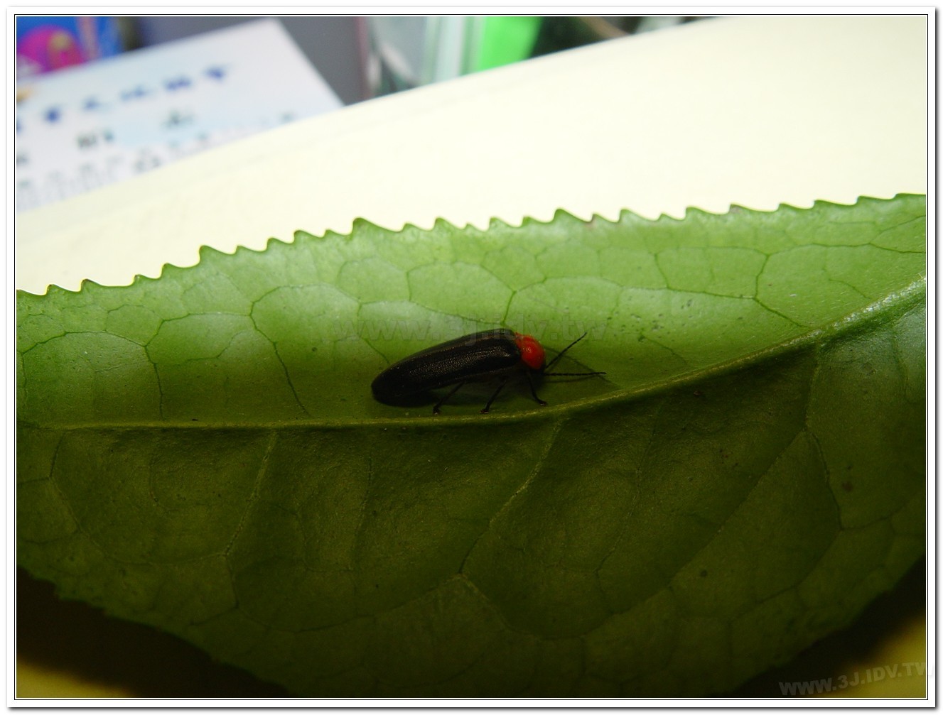 紅胸黑翅螢(Luciola kagiana)