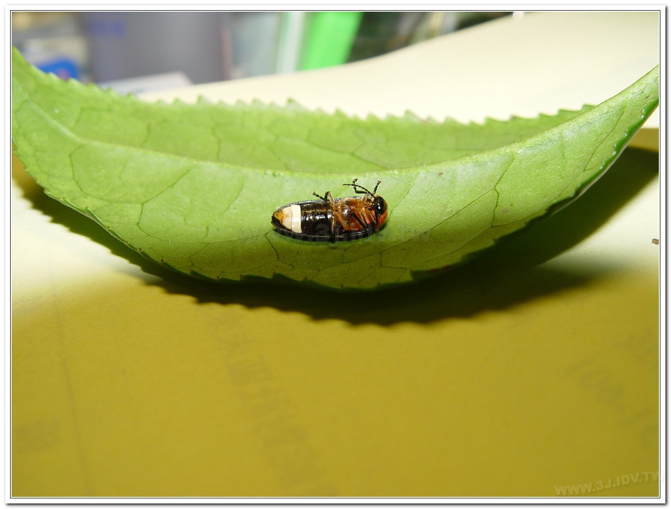 紅胸黑翅螢(Luciola kagiana)