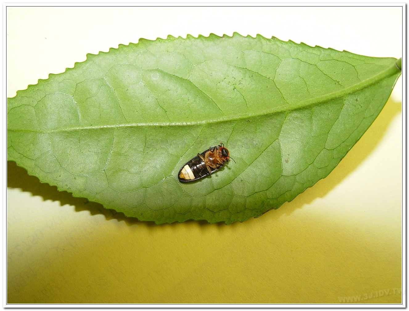 紅胸黑翅螢(Luciola kagiana)