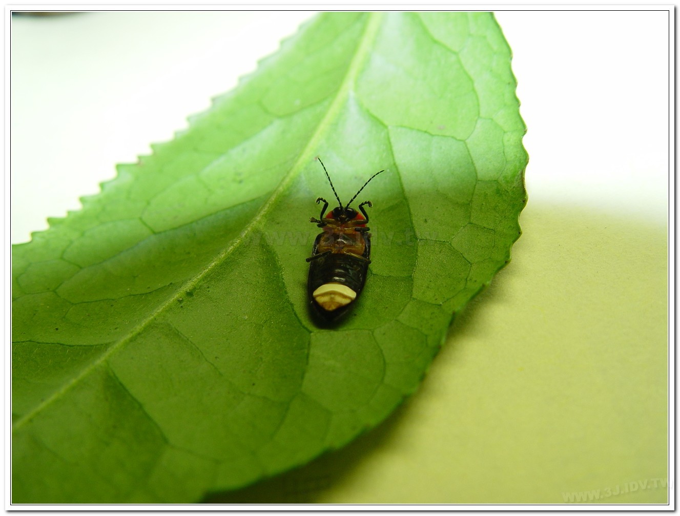 紅胸黑翅螢(Luciola kagiana)