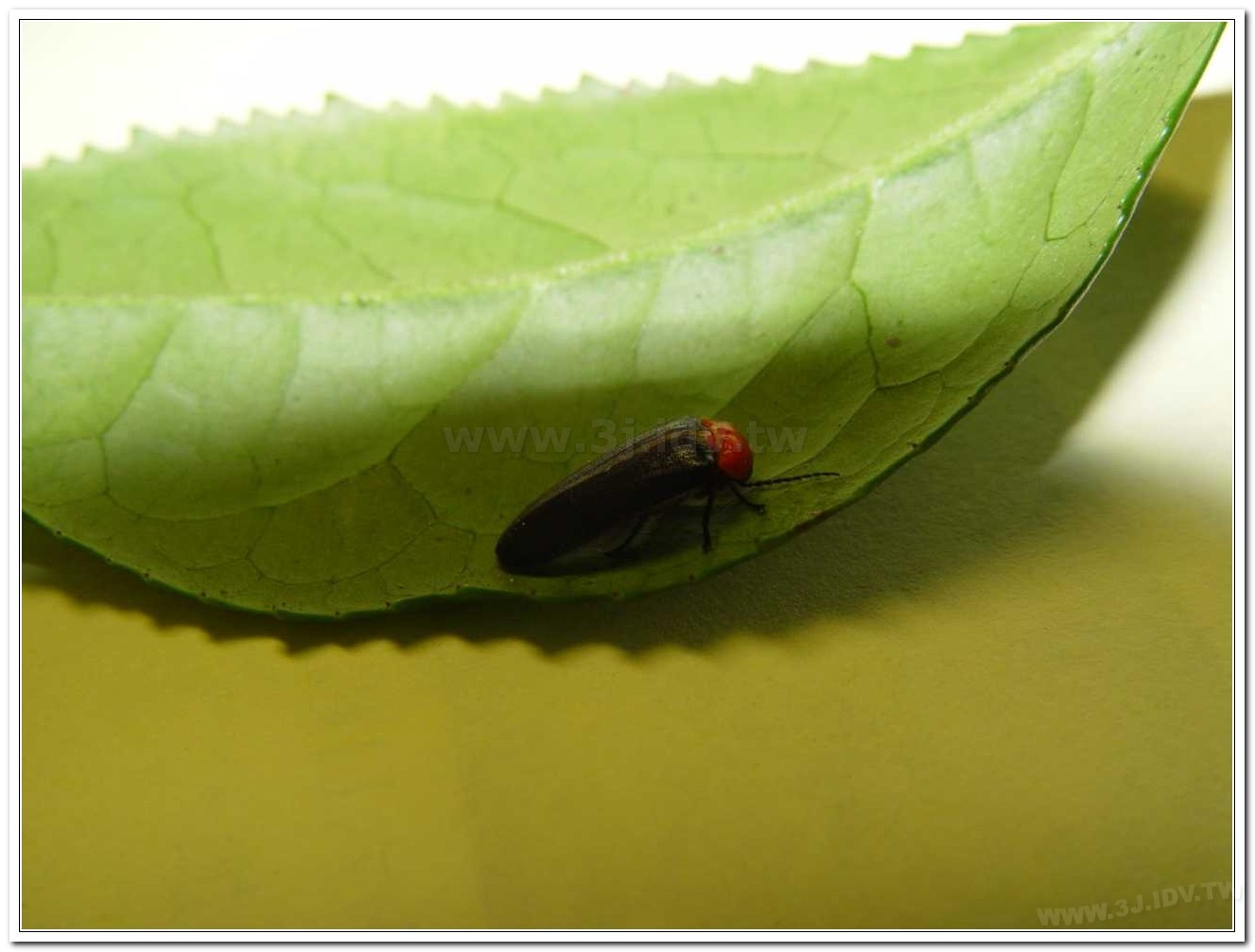 紅胸黑翅螢(Luciola kagiana)