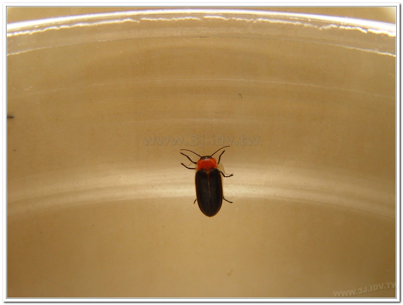 小紅胸黑翅螢(Luciola satoi)