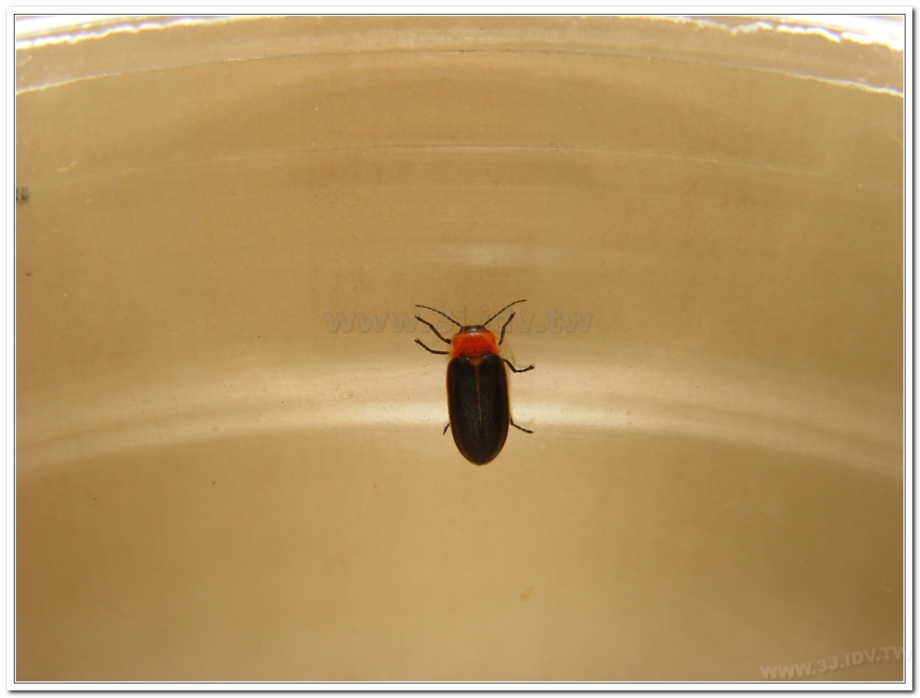 小紅胸黑翅螢(Luciola satoi)